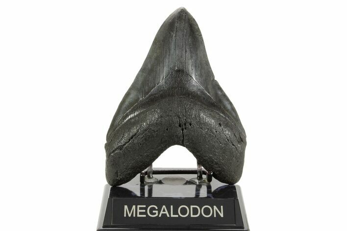 Huge Fossil Megalodon Tooth - South Carolina #367924